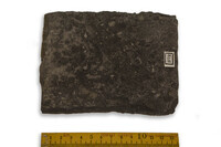 F 02772
          <br/>
          
          <br/>
          <em></em>